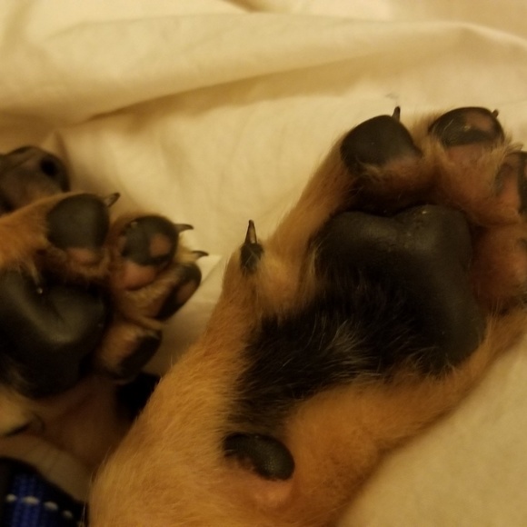 Meet your Posher, Amber - Picture 1 of 8